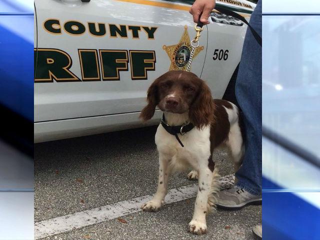 WPTV's tweet image. Meet Martin County Sheriff's newest drug detection K-9, Oscar bit.ly/1VItFgy