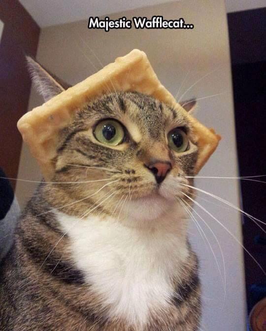 kathyyak's tweet photo. IHOP MASCOT? 
@Goyofgoy @redcat0827 http://t.co/UKVQOj8e8q