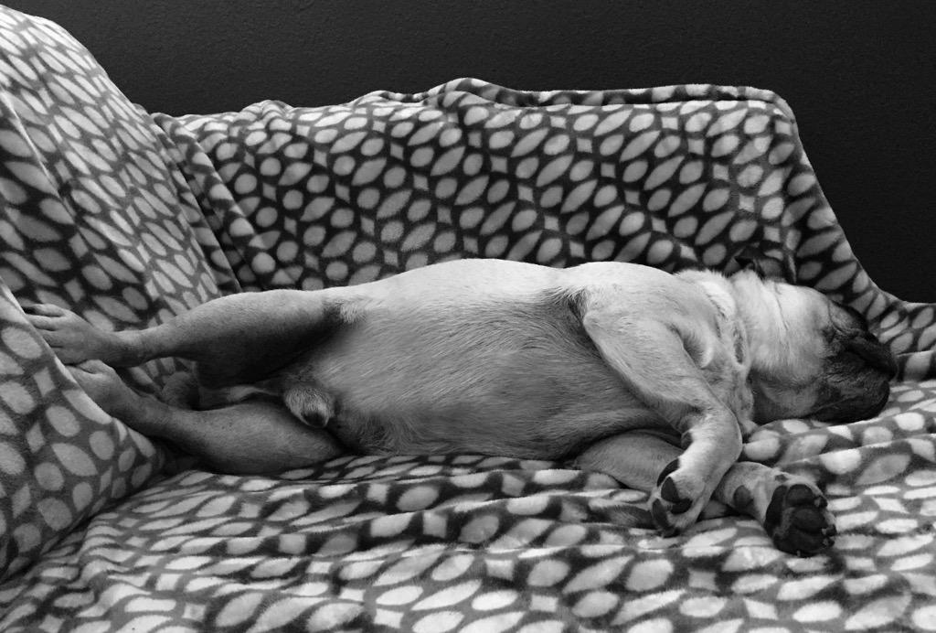 Tough day of helping my mom with chores around the house...I love my side lay naps, don't you?! #puglife