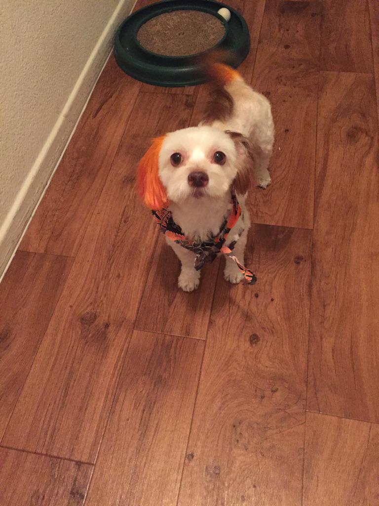 Yes I had my dog ears and tail dyed because she is a <a href="/Browns/">Cleveland Browns</a> fan at heart. #Browns