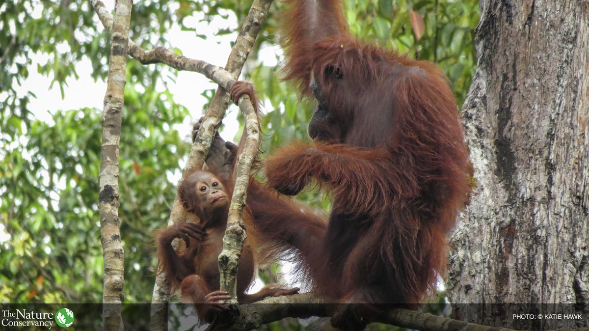 nature_org's tweet photo. Help us improve management of millions of acres of rainforest to protect orangutan's homes http://t.co/ugc5VvZPwA http://t.co/EwtR1VuM2H
