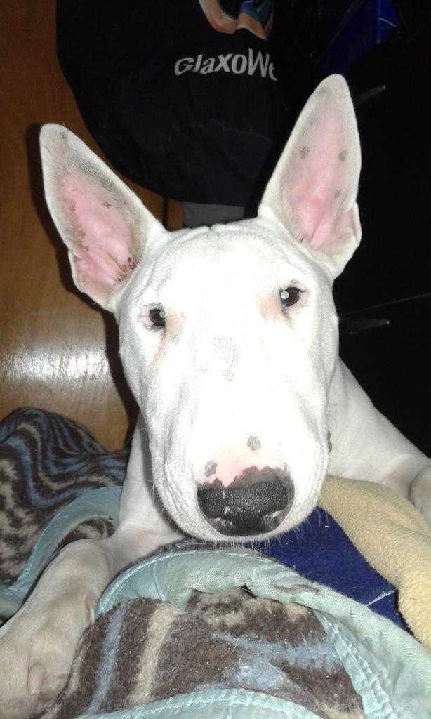 romicb's tweet photo. Brunito.... http://t.co/ulNlLLvpEl