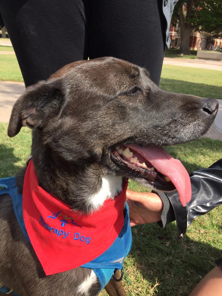 Thank you to A New Leash On Life, <a href="/CocaCola/">Coca-Cola</a> for sponsoring us, and most of all, the dogs themselves! #DogsDawgsDocs