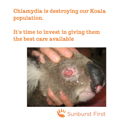 sunburstfirst's tweet photo. We have a plan to save our Koalas from Chlamydia. What other plan is out there? https://t.co/EnXdIItXQl #organiseUS http://t.co/zQyTXjN7Zw