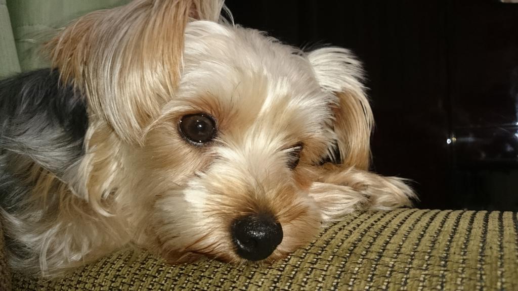 chi_mamarin's tweet photo. チョコたん🎵 http://t.co/CUIOpM3hgu