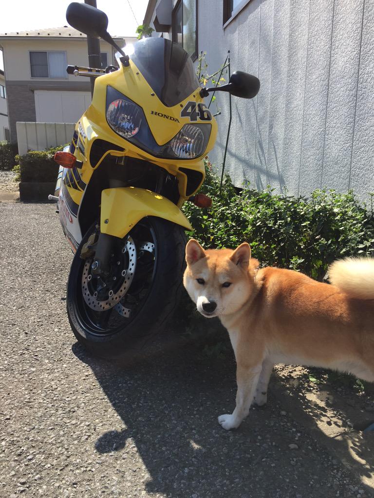 takatada61's tweet photo. どこ行くん？ http://t.co/kGFcC2V9kx