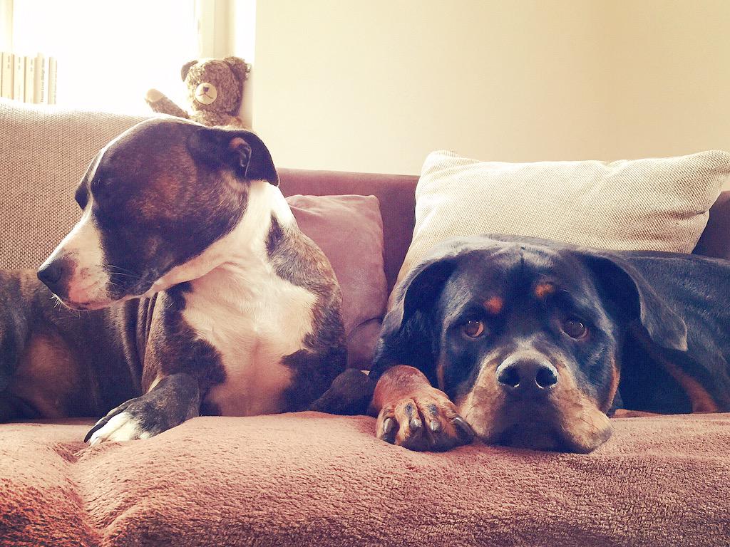rayfershure's tweet photo. #dogs #dogsoftwitter #love #lovemydogs #cute #pitbull #akira #rottweiler #bruno #lazy #iphone6plus #nordtmann http://t.co/hsd4lcPZi0