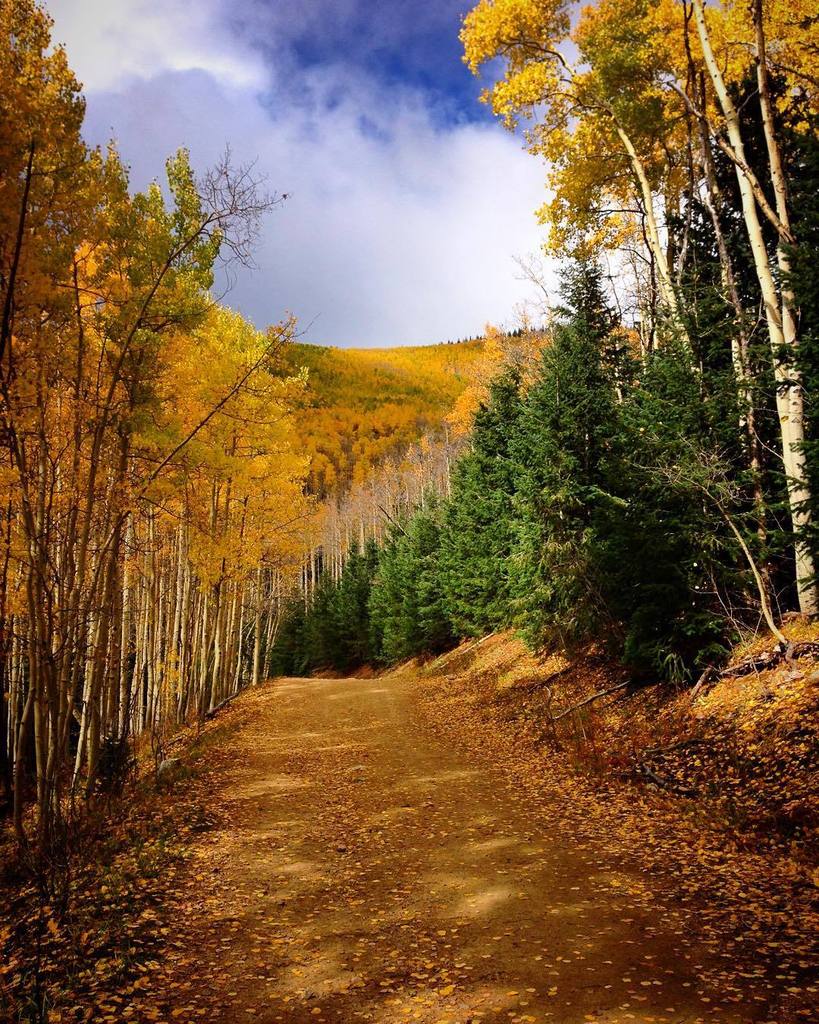 jamhannon's tweet photo. Aspen Vista, fall colors #nmtrue #nmigers http://t.co/Be7YUoFhMZ http://t.co/jCQx5P1Fvu
