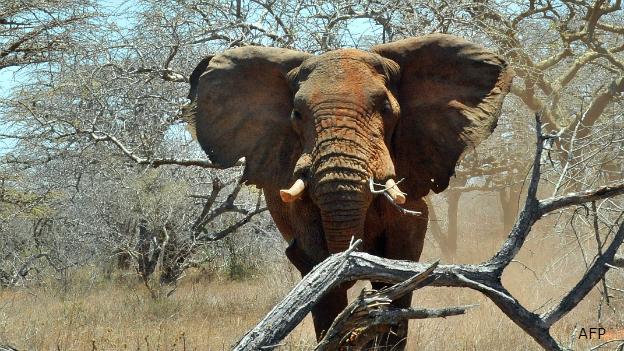 Why scientists hope elephants could hold the answer to tackling cancer in humans bbc.in/1httFy3