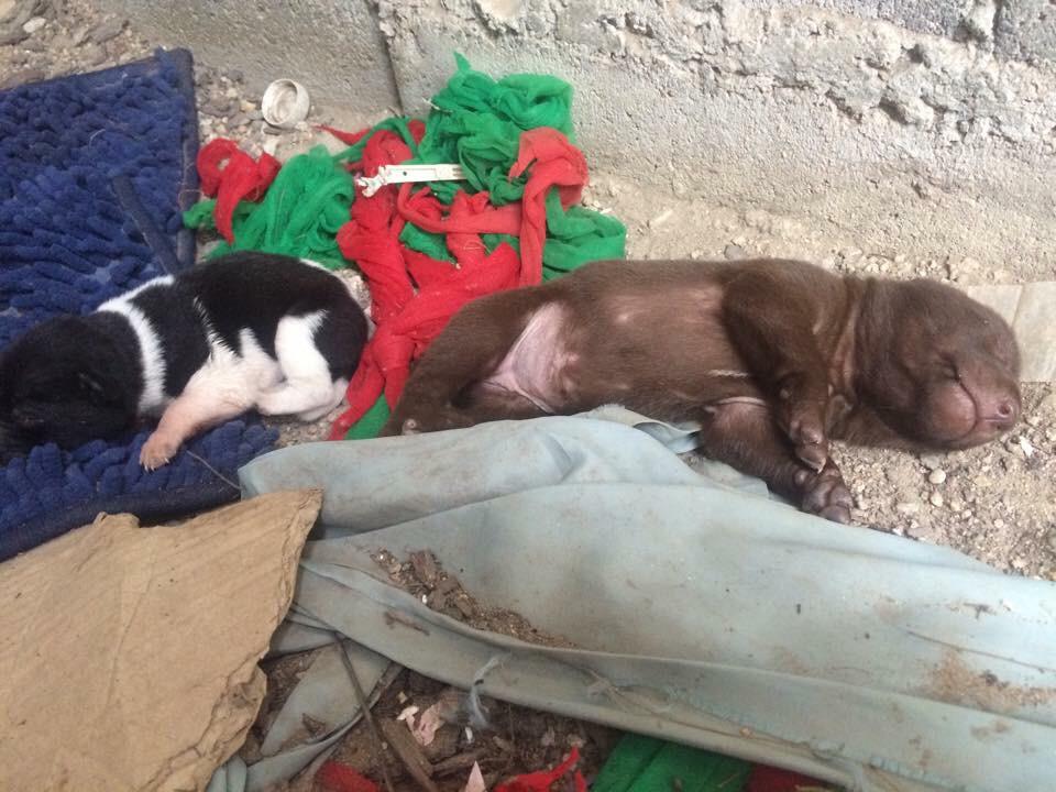 ozzytam76's tweet image. If I could wake up &amp;amp; see more follows &amp;amp; donations or sponsors..adopters.
My life would be great!  #hateasking #thanks