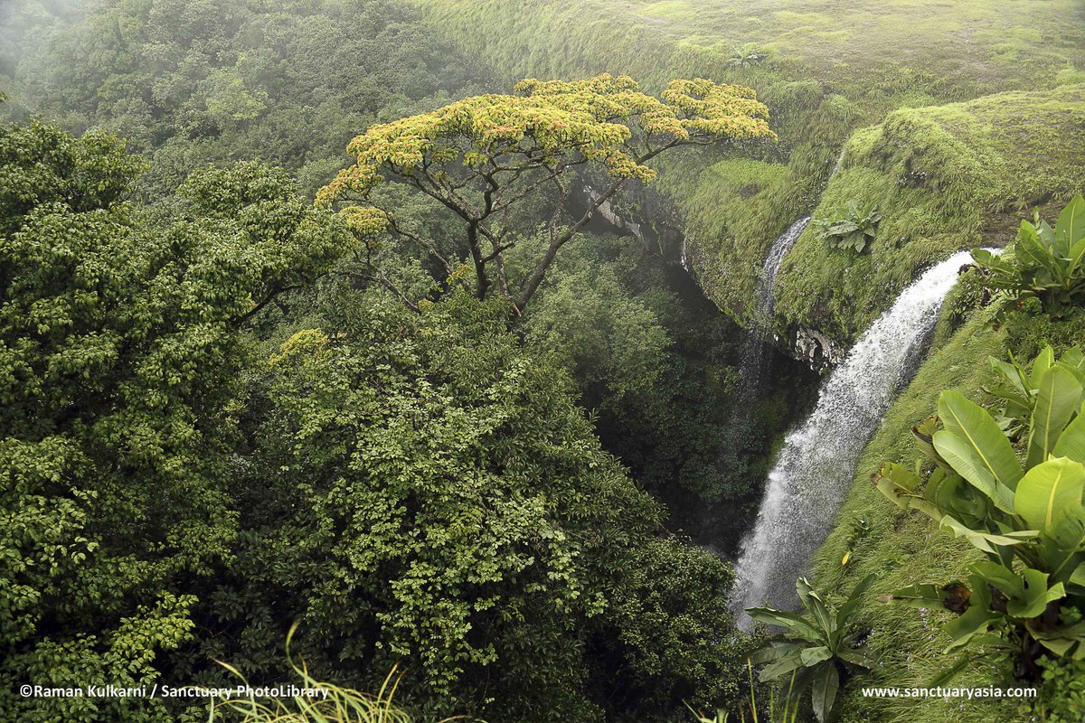 SanctuaryAsia's tweet photo. A view of a #waterfall in the moist semi-evergreen #forests of Dodamarg, #Maharashtra. Oh! To be here right now! http://t.co/7WrhJqy4au