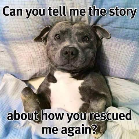 rtrcanada's tweet photo. It's the story with a happily ever after! #rescuedogsrock #fureverhome #adoptdontshop http://t.co/Mc7QZU4l5G