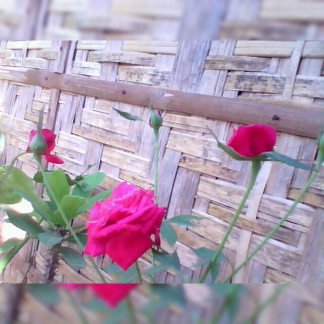 virtualhustles's tweet photo. Could someone can give this to me?? 😒😒😏😏😁😂
#RedRose 😘 #NeighborhoodBackyard 😂 http://t.co/nJSLWzMxJA