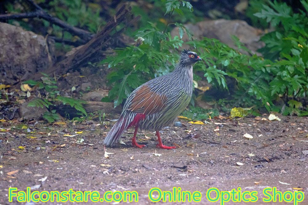 Falconstare's tweet image. Graceful Blood Pheasant.  Sept, 2015
Go for birding with the cheap and quality spotting scope.
#birding #scope