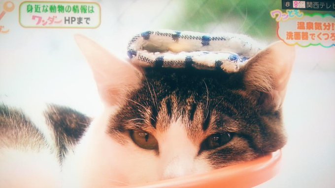 御池通り 京都猫カフェねこ会議 へ癒されに 猫カフェ Kyotopi キョウトピ 京都観光情報 旅行 グルメ