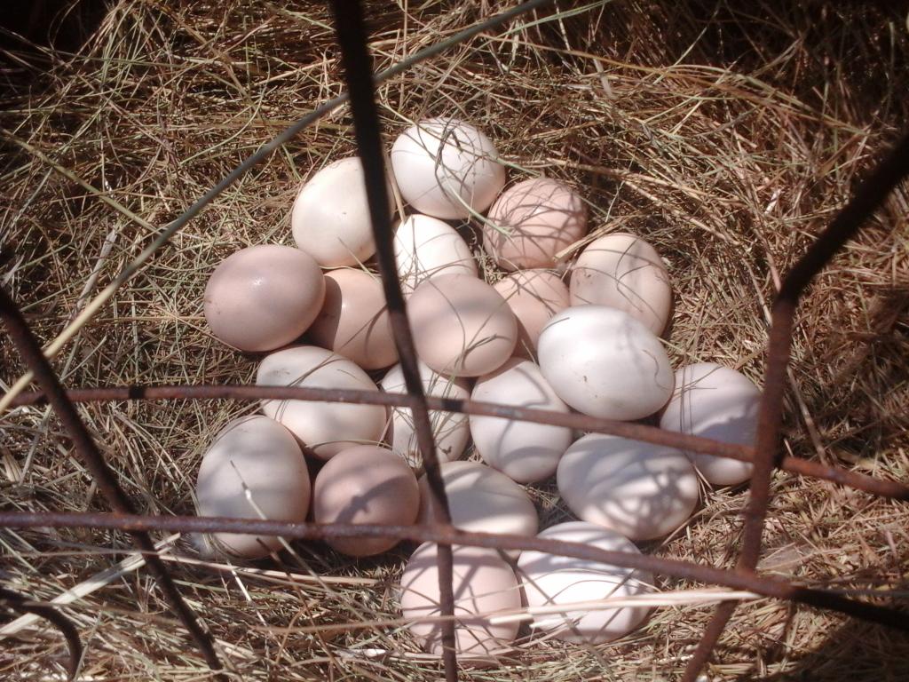 mphathimo's tweet image. 21 Free Range Eggs. That's a lot.