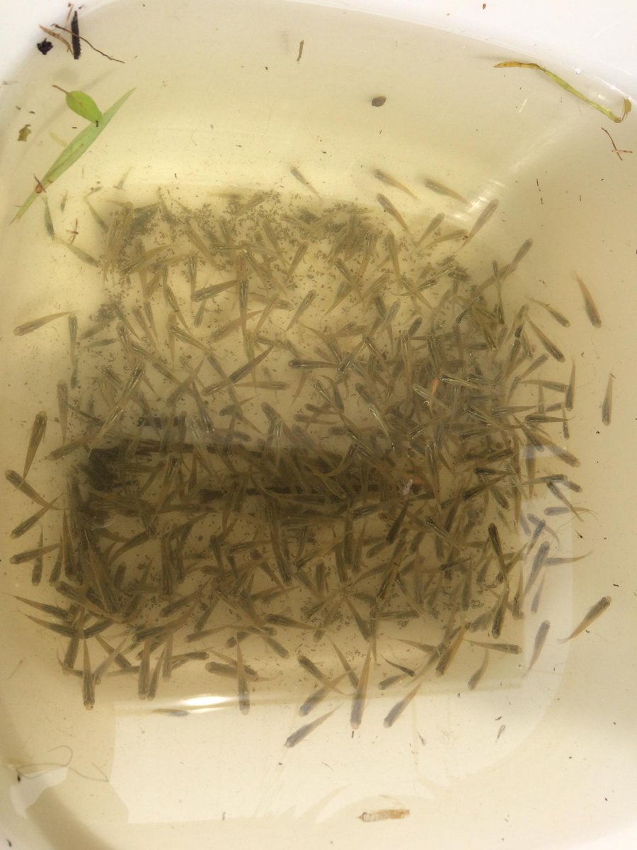 野生メダカが見られる時期と場所 道具を用いた捕獲方法 メダカの教科書