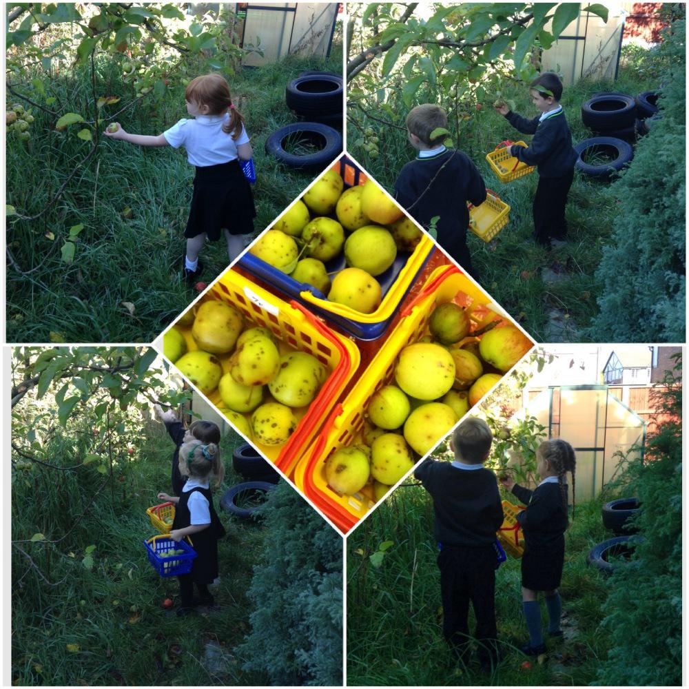 OnoFnlomce_net's tweet photo. FS2 Oak have been collecting apples #applepickers #countingapples #LRAfs2O http://t.co/sMCcA9NdVY