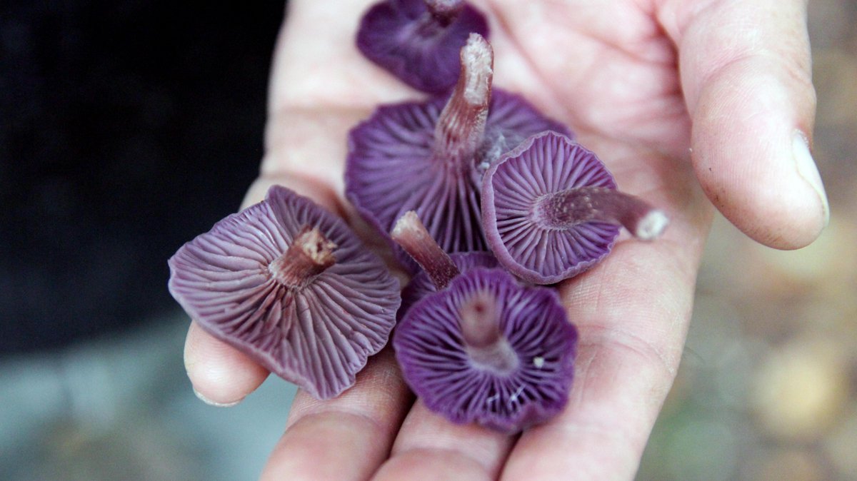 Let's hunt! Wilde paddenstoelen schieten in de herfst uit de grond. Tips voor wild plukken: bit.ly/1PkJiFG