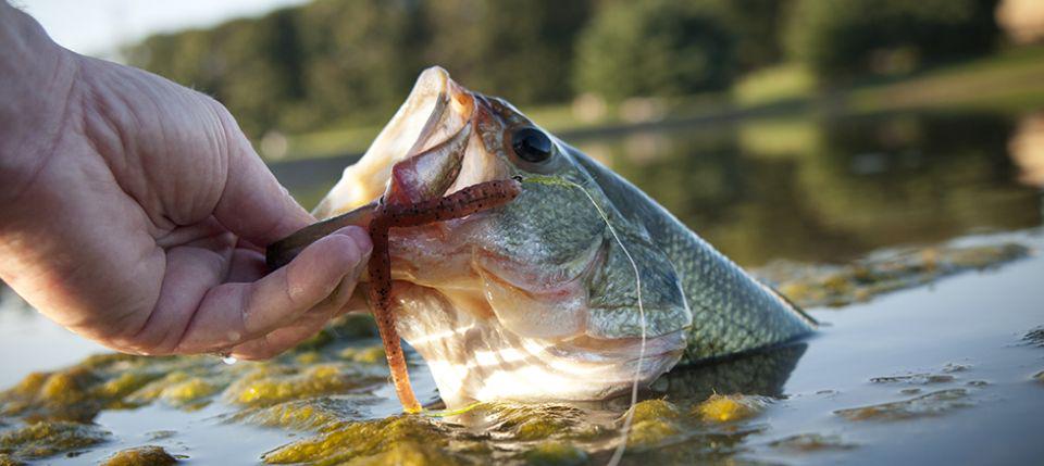 Good Luck to everyone in the Toyota Bonus Bucks Tournament on the Toledo Bend Lake tomorrow.