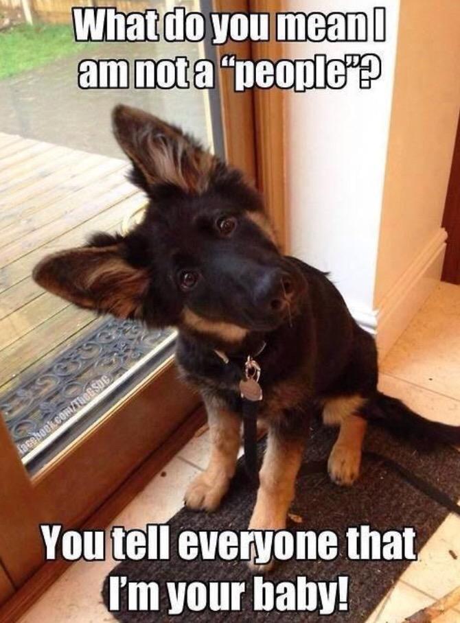 PedigreeFound's tweet photo. "Yerr a dog, Harry!" http://t.co/ZSCK1dJt8W