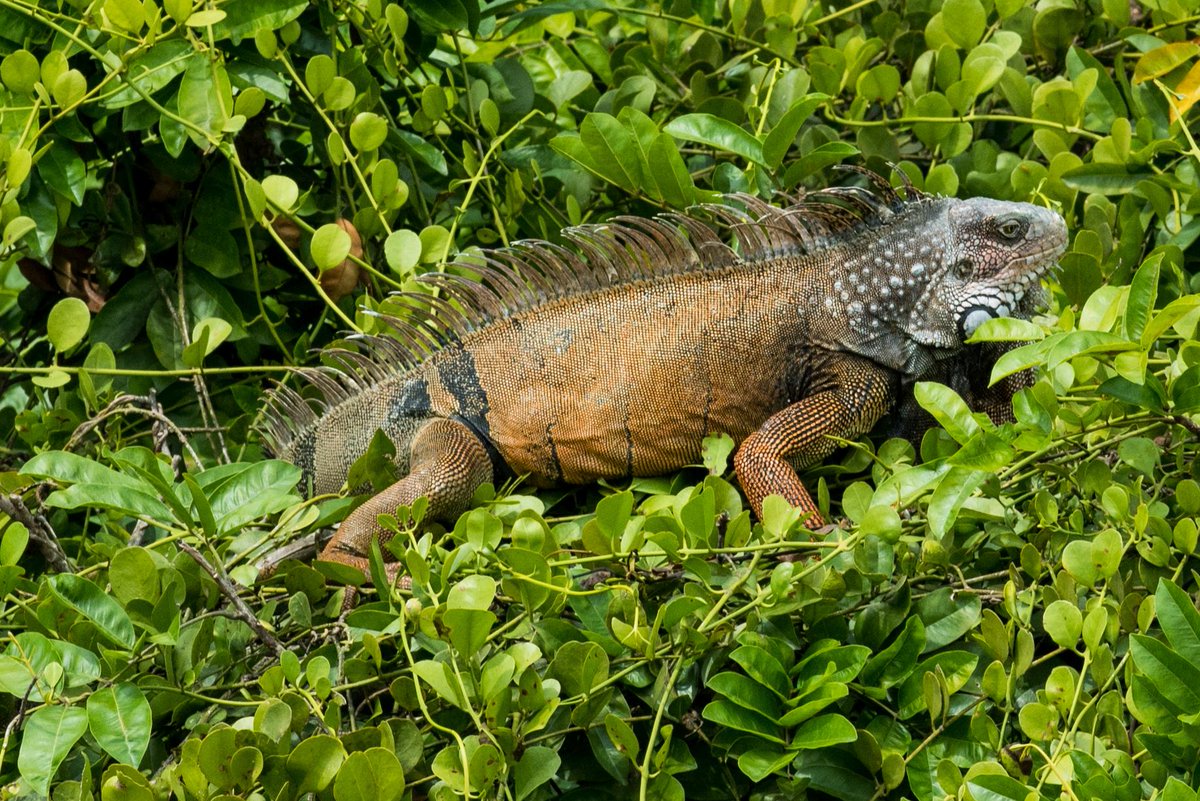 MattLarsenSTRI's tweet photo. Today's visitor to the Smithsonian @stri_panama campus: a male iguana sunning himself outside my office http://t.co/UAXzZ96oZ1