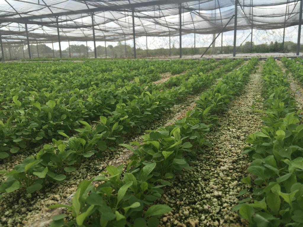 michael_borek's tweet photo. Arugula in the house! http://t.co/SiiIvyJ6j0