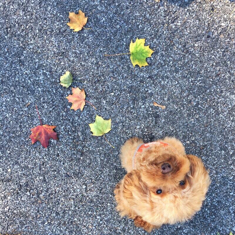 psdotny's tweet photo. Wouldn't it be awesome if treats were falling from the trees instead of leaves? #nycdogs #fuzmo #dogsofinstagram http://t.co/nt0UJk4qSK