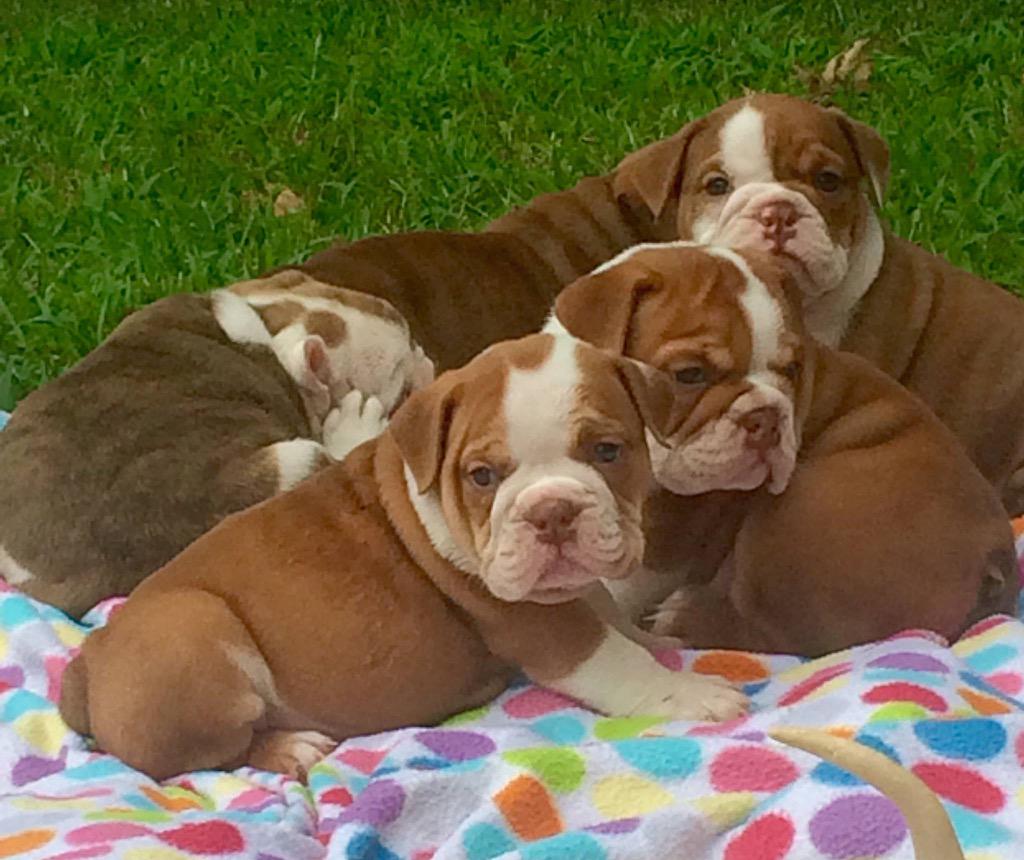 Chrismarsh26's tweet photo. #fatties #rareenglishbulldogs #puppies http://t.co/4yB4YD4SO1