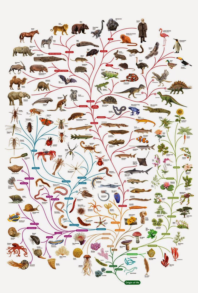 Darwin Evolution Chart