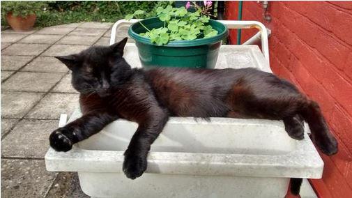 Oak1871's tweet photo. Pls RT - Adorable,stray black #cat now looking for his forever home.at @CatsProtection #Basingstoke #animalrescue http://t.co/iipgitC7sr
