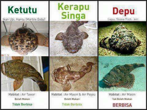 Shazrul Zafri A Twitter Twtjoran Ikan Ni Lebih Berada Di Dasar Sungai Aktif Makan Time Malam Dan Harga Ada Pernah Tolak 70rm Kg Shazrul Zafri A Twitter Twtjoran Ikan Ni Lebih Berada Di Dasar Sungai Aktif Makan Time Malam Dan Harga Ada Pernah Tolak 70rm Kg