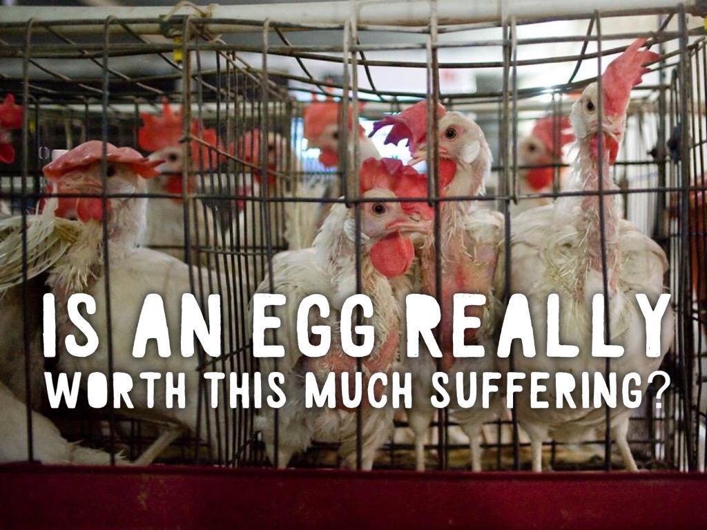 The vast majority of egg laying chickens are tortured for their entire life by the egg industry! #WorldEggDay