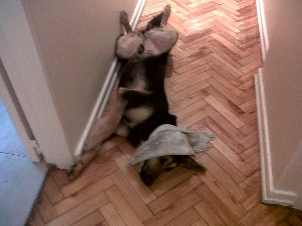 Mi perro se suma al parecer <a href="/Sambamee/">Samba</a>  #ViernesDeCaraTapada