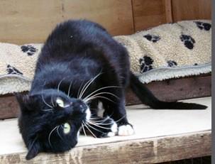 cats_cp's tweet photo. Loveable Forrest is still looking for the perfect human to adopt. Could it be you? http://t.co/6MvUYNcj3F http://t.co/v3De7MmYXJ