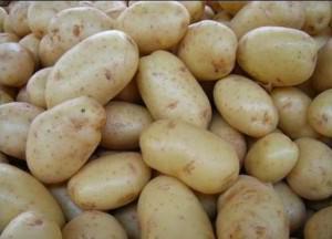visionagro's tweet photo. #Venezuela: El #cultivo de #papas caerá por la falta de #semillas http://t.co/tyz5pzLPLJ http://t.co/mtTsD1OZwR