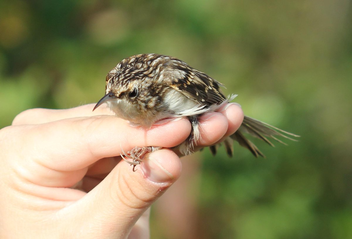 Powdermill_CMNH's tweet photo. Brown creeper caught yesterday morning at the #Powdermill bird banding stations!
#autumn #migration #birding http://t.co/zqk3ijV4Ag