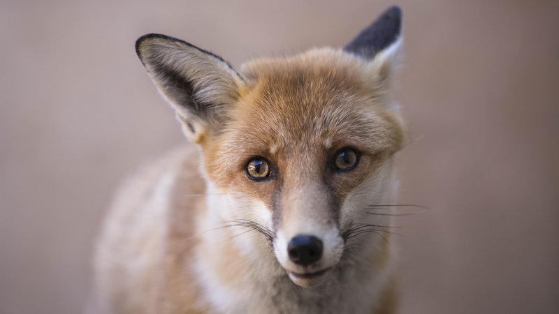 Greens4Animals's tweet photo. Please keep on signing petition against @hackneycouncil and any #foxcull https://t.co/GVz2sJfuRy #foxes http://t.co/TJpZpiCZQh
