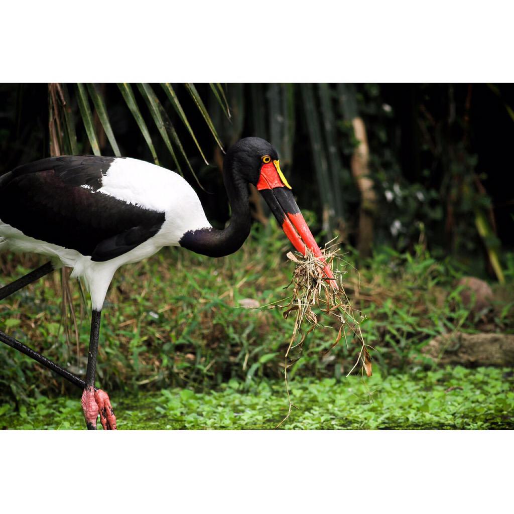 ATM🔸Capture (@amrithapa99) on Twitter photo 