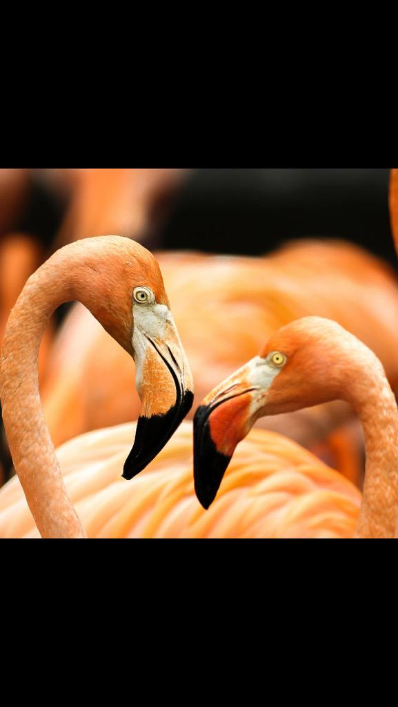 ATM🔸Capture (@amrithapa99) on Twitter photo 