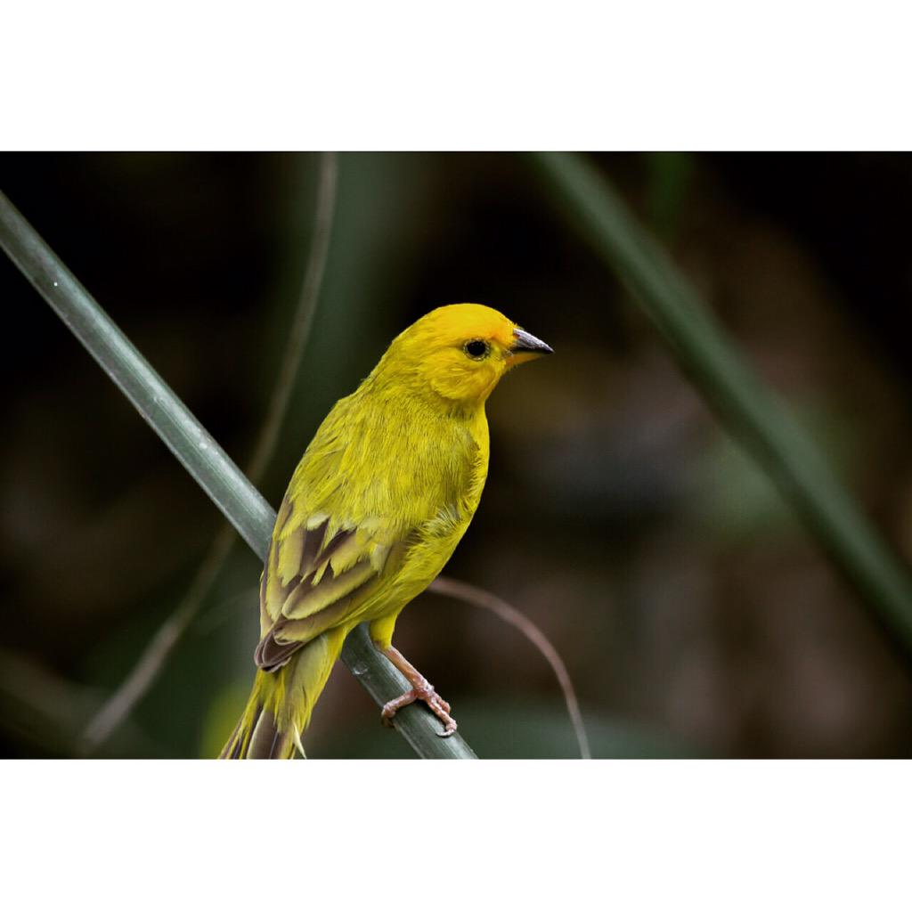 ATM🔸Capture (@amrithapa99) on Twitter photo 