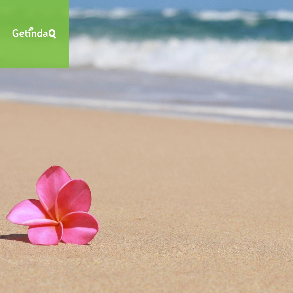 GetInDaQ's tweet image. Happy #Aloha Friday! #FF #TGIF