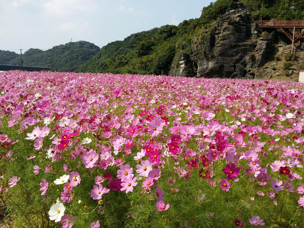 長崎まちねた A Twitter コスモスが見ごろ 七ツ釜鍾乳洞公園 コスモス畑 西海市の七ツ釜鍾乳洞近くのコスモス 畑 入場無料 が見ごろを迎えました 今年からハート型のコスモス畑も出現しています 詳しく Http T Co Ol4qtgohj2 Http T Co Stgjyxk1l5