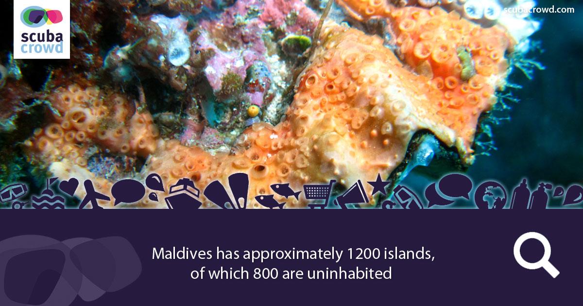 ScubaCrowd's tweet photo. Why Maldives is a diving paradise.
https://t.co/Bxa0edhsXf …
#scubadiving #scubacrowd #maldives #paradise #Perfect http://t.co/VnkOwPNJ7m