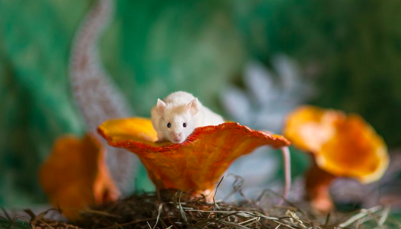 HeARTsSpeakOrg's tweet image. Ex lab animals are magical models in #AliceinWonderland photos by member @roseinthedark: bit.ly/1VIYEnn