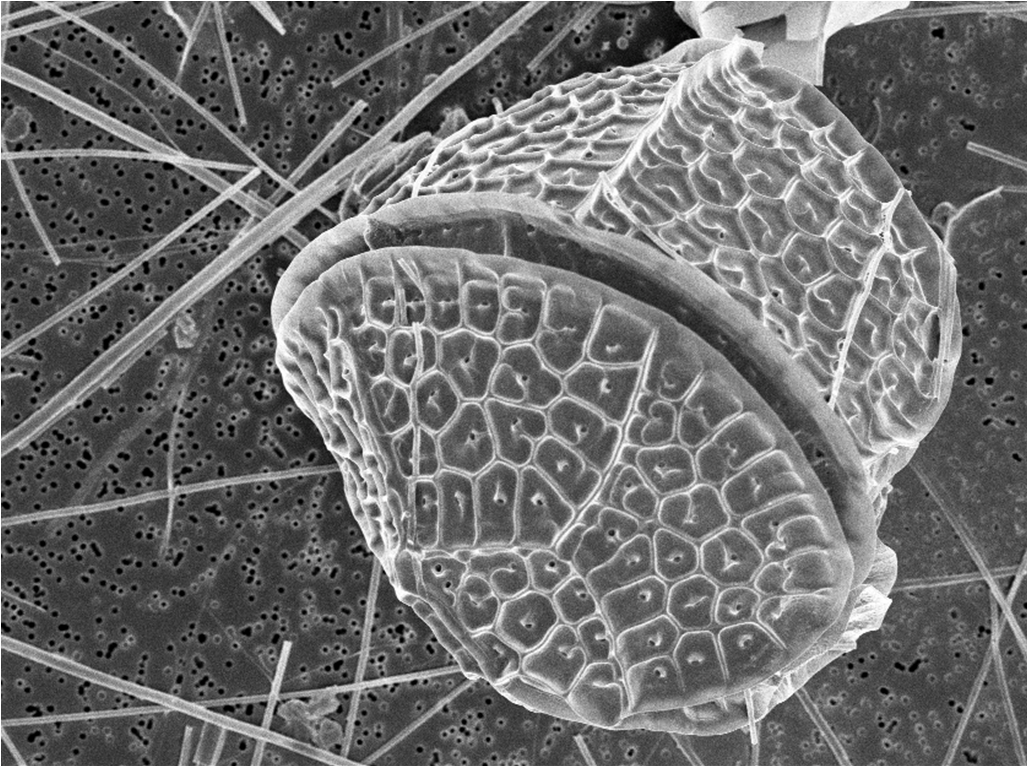 ArtBioCollab's tweet photo. From MICRO to MACRO–Join us @peabodyessex to explore Marine Microbes for #TheBigDraw 10/10 #SizingitUp #CitizenSciart http://t.co/HCPa9QbkEJ
