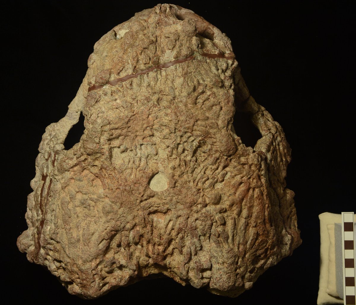 ChristianSidor's tweet photo. #FossilFriday pictures I've taken for talks at #SVP2015 
Pareiasuchus and Cricodon from Zambia. http://t.co/Bat3geC5Ku