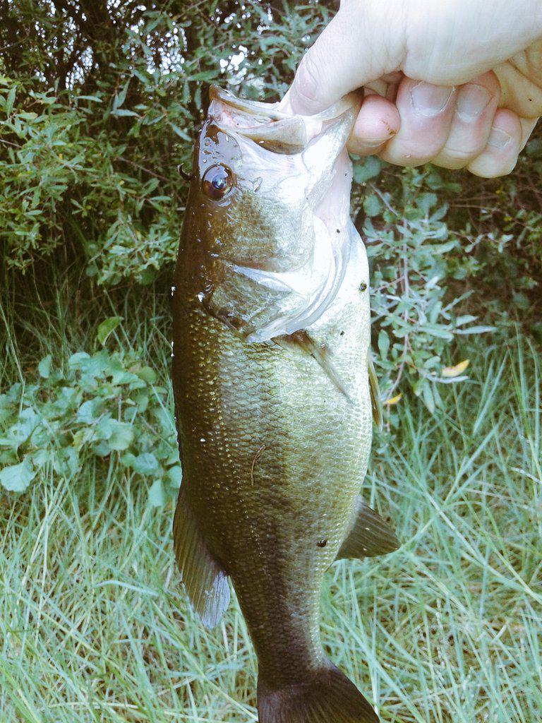 Edusordo79's tweet photo. @Edusordo79 ...primer Lucio de la temporada 2 kilos y 600 gramos y pequeño bass todo con Jerkbaits. #Zapaton #Pesca http://t.co/6lUPuSzgnT