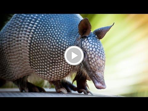 Ocean_Life_'s tweet photo. Armadillos 03, Florida's Strange Wildlife http://t.co/NCRtHKwiUG #staged http://t.co/mf51vE0jkU
