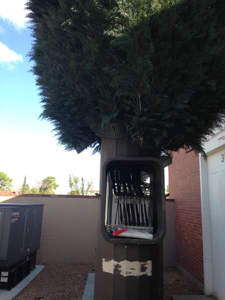 MesillaBosque's tweet image. #tree #celltower #ElPaso Tx